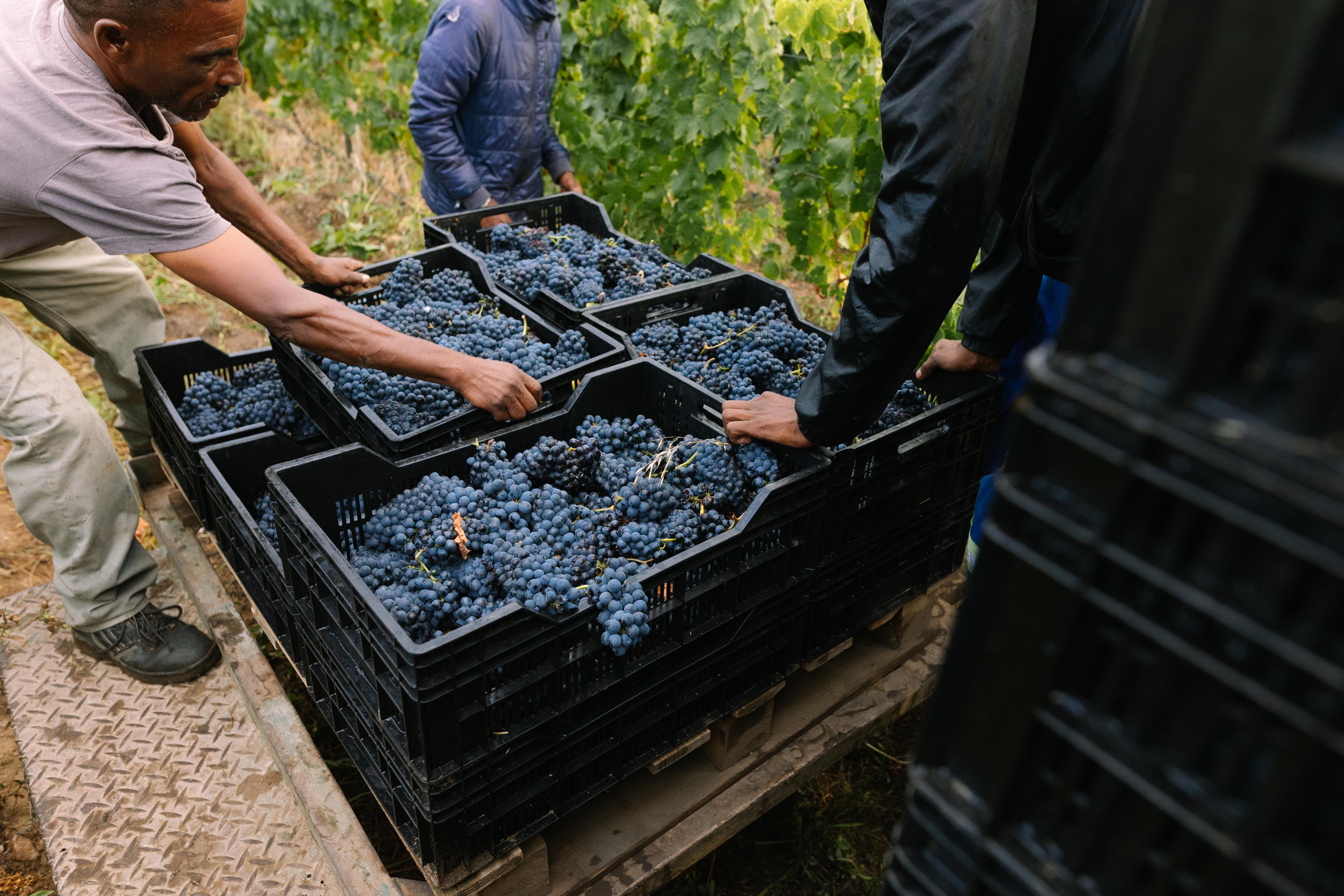 Hasher Family Wines Profile
